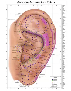 The Auricular Acupuncture Points Ear Diagram System ANATOMICAL ANATOMY CHART PREMIUM POSTER
