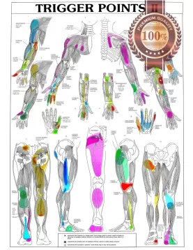 TRIGGER POINTS PART 2 ANATOMICAL DIAGRAM CHART ANATOMY PRINT PREMIUM POSTER