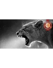 LIONESS LION ROARING TEETH WILD BIG CAT AFRICA ANIMAL PRINT PREMIUM POSTER